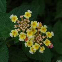 Lantana camara L.
